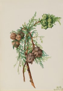 Monterey Cypress