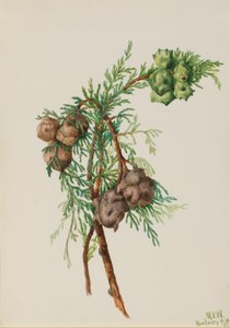 Monterey Cypress Cupressus macrocarpa