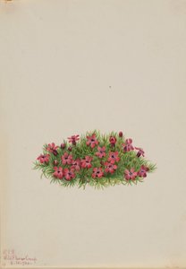 Moss Campion by Mary Vaux Walcott