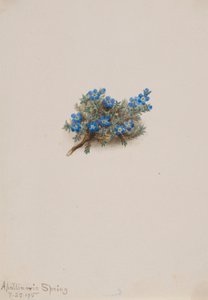 Moss Forget-me-not (Eritichum elongatum) by Mary Vaux Walcott