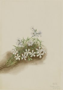 Moss Pink by Mary Vaux Walcott