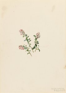 Mountain Cranberry by Mary Vaux Walcott