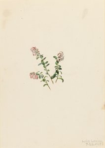 Mountain Cranberry Vaccinium vitisidaea minus by Mary Vaux Walcott