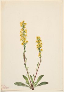 Mountain Goldenrod