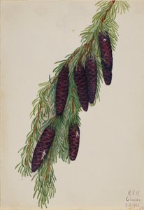 Mountain Hemlock Tsuga mertensiana