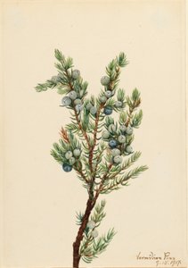 Mountain Juniper (Juniperus sibirica) by Mary Vaux Walcott
