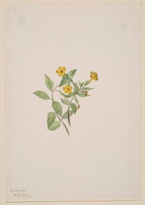 Musk-Flower by Mary Vaux Walcott
