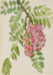 New Mexican Locust Robinia neomexicana