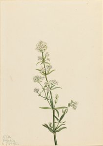 Northern Bedstraw Galium boreale by Mary Vaux Walcott