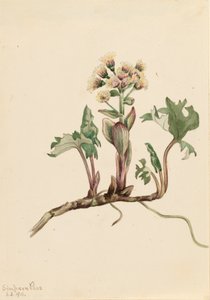 Northern Butterbur by Mary Vaux Walcott