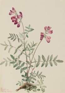 Northern Hedysarum