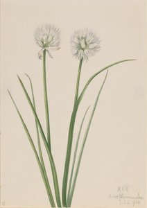 Northern Onion Allium sibiricum, 1920