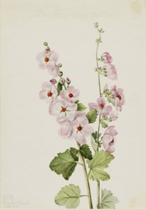Orange-Eye Globemallow by Mary Vaux Walcott