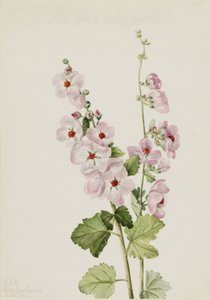 Orange-Eye Globemallow, 1926 by Mary Vaux Walcott