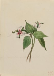 Painted Trillium