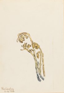 Pale Pinesap
