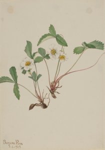Pale Strawberry (Fragaria Glauca)