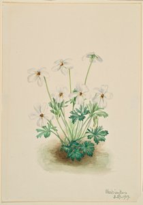 Pansy Violet by Mary Vaux Walcott