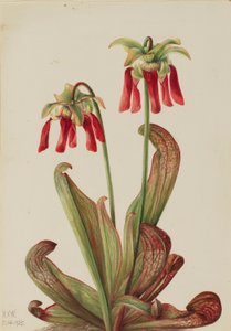 Parrot Pitcherplant