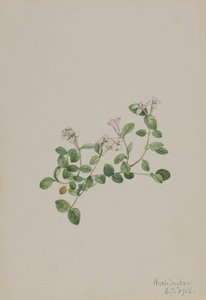 Partridgeberry Mitchella repena by Mary Vaux Walcott