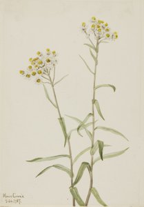 Pearl Everlasting Anaphalis margaritacea by Mary Vaux Walcott