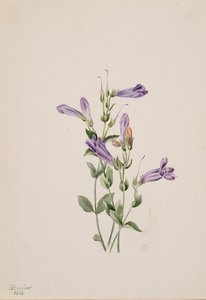 Penstemon, 1903 by Mary Vaux Walcott
