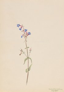 Pentstemon Pentstemon Procerus by Mary Vaux Walcott
