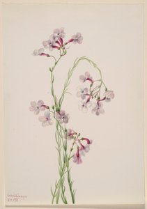 Pentstemon ambiguus by Mary Vaux Walcott