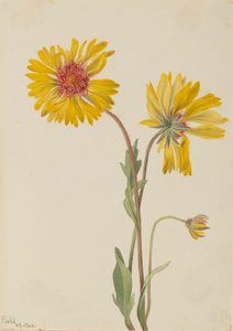Perennial Gaillardia (Gaillardia aristata)