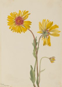 Perennial Gaillardia