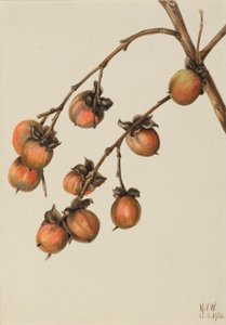 Persimmon by Mary Vaux Walcott