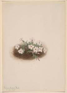 Phlox by Mary Vaux Walcott