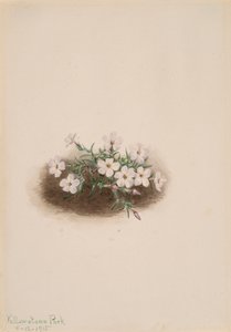 Phlox by Mary Vaux Walcott
