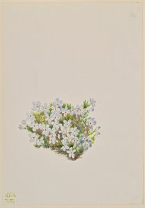 Phlox Phlox caespitosa, 1937 by Mary Vaux Walcott