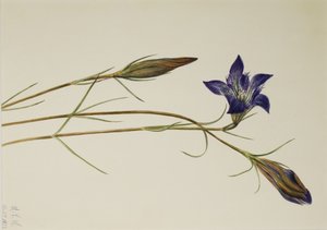 Pinebarren Gentian by Mary Vaux Walcott