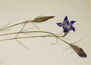 Pinebarren Gentian Gentiana Porphyrio by Mary Vaux Walcott