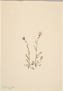 Pink Fleabane by Mary Vaux Walcott