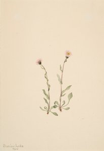 Pink Fleabane Erigeron jucundus, 1904 by Mary Vaux Walcott