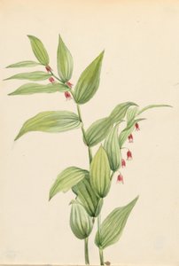 Pink Twisted Stalk