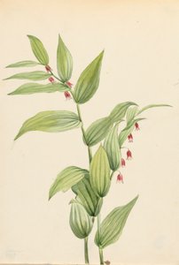 Pink Twisted Stalk