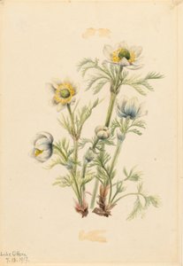 Plume Anemone by Mary Vaux Walcott