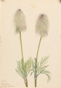 Plume Anemone
