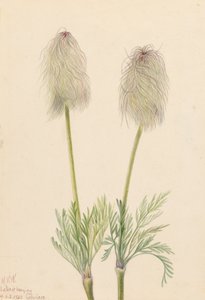 Plume Anemone Pulsatilla Occidentalis