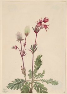 Prairie-Smoke (Sieversia ciliata) by Mary Vaux Walcott
