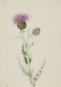 Prairie Thistle by Mary Vaux Walcott