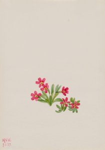 Primrose