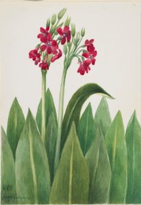 Primrose (Primula parryi) by Mary Vaux Walcott