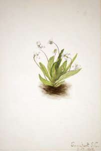 Primrose Violet Viola primulifolia by Mary Vaux Walcott