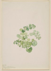 Puccoon by Mary Vaux Walcott