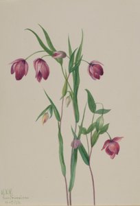 Purple Fairy Lantern by Mary Vaux Walcott